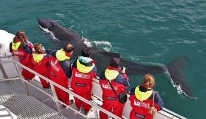 Akureyri Classic Whale Watching
