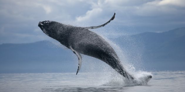Buggy & Whales — photo 2
