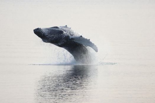Akureyri Classic Whale Watching — photo 20