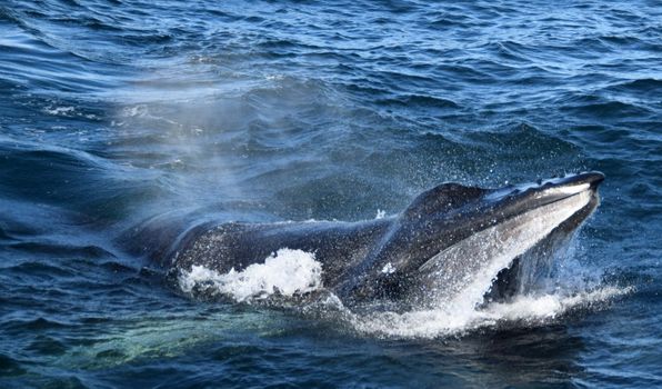 Whales & Auroras — photo 7