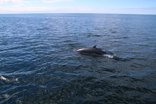 Whale watching - Downtown Reykjavík — photo 5