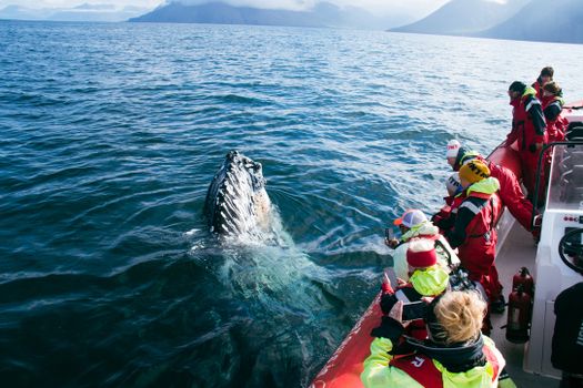Express Whale Watching From Dalvík — photo 8