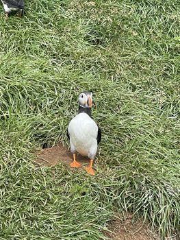 Puffin, island, and volcano boat tour — photo 7