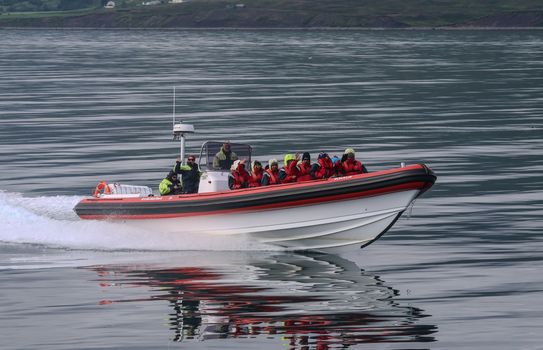 Express Whale Watching From Dalvík — photo 2