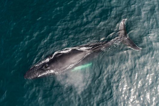 Silent Whale Watching (Carbon-Neutral) — photo 6