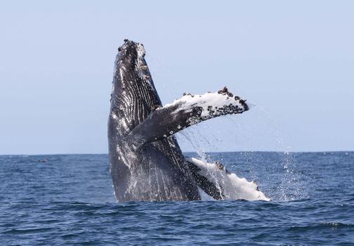 Whale Watching Hólmavík - Westfjords — photo 3