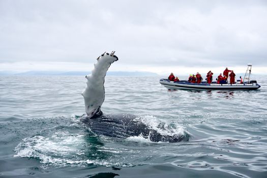 Reykjavík Premium Whale Watching — photo 2
