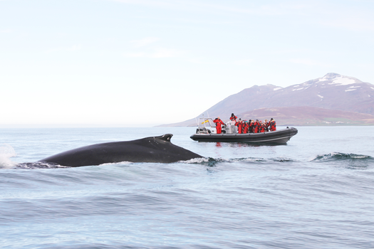 Akureyri Express Whales & Eyjafjord — photo 9