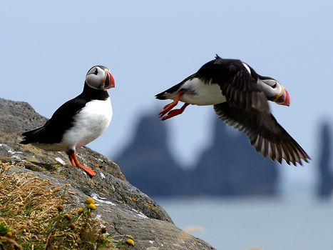 Puffin Watching Yacht Cruise from Downtown Reykjavík – Small Group Experience — photo 2