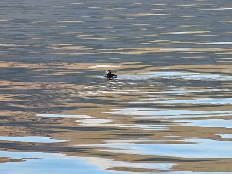 Exploring Djúpivogur - Nature and wildlife — photo 10