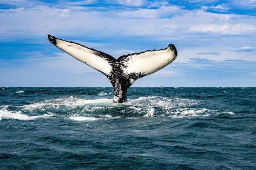 Express Whale Watching From Dalvík — photo 7
