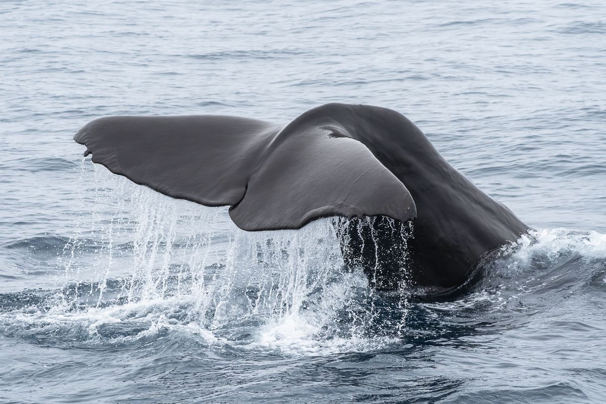 Whale Watching Ólafsvík - Snaefellsnes, photo 4 of 9