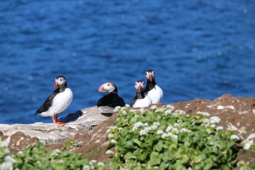 Reykjavík Premium Puffin Watching — photo 16