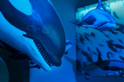 Whales of Iceland Museum Admission — photo 7