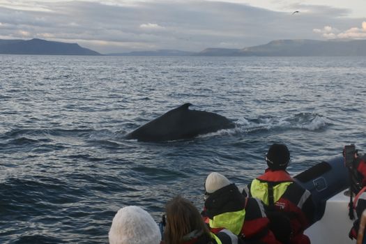 Reykjavík Premium Whales in the Midnight Sun — photo 3