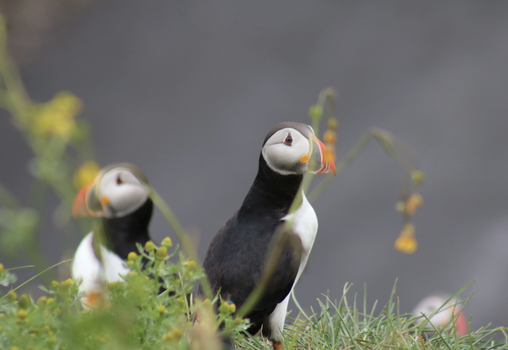 Reykjavík Whales & Puffins — photo 7