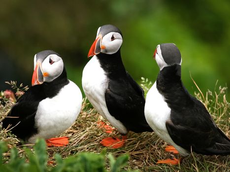 Puffin Watching Yacht Cruise from Downtown Reykjavík – Small Group Experience — photo 6