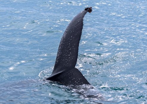 Húsavík: Small-Family Run, Responsible Whale Watching — photo 19