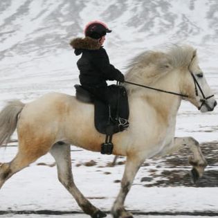 Horse Riding Tour and Explore Scenery in Gásir Akureyri — photo 5