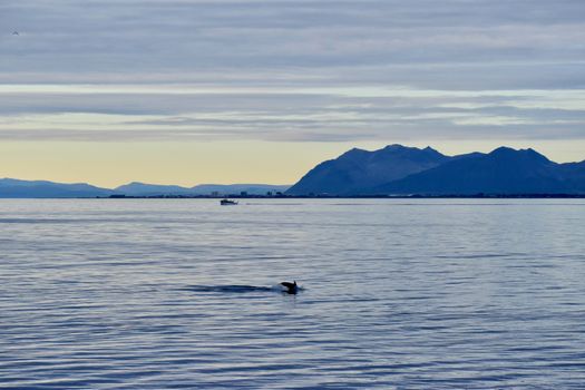 Reykjavík Classic Whales in the Midnight Sun — photo 10