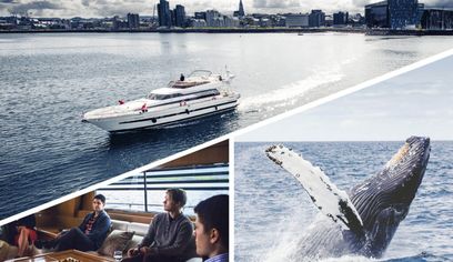 Whale Watching & Dolphin Yacht Cruise