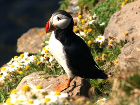 Puffin Watching Yacht Cruise from Downtown Reykjavík – Small Group Experience — photo 4