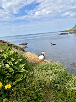 Puffin Quest — photo 10