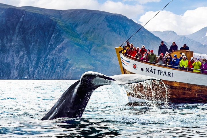 Húsavík Original Whale Watching, photo 2 of 9