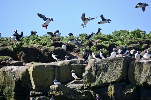 Reykjavík Whales & Puffins — photo 6