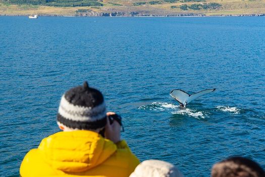 100% Whale Watching — photo 6