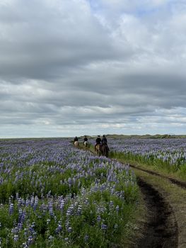 Black Sand Beach Riding Tour — photo 2