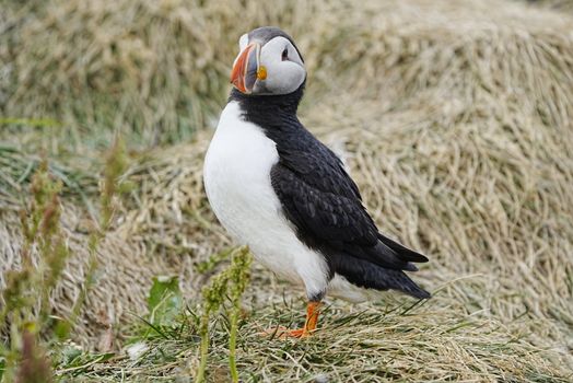 German-language day tour to South Iceland - from Reykjavík, Hveragerði & Selfoss — photo 10