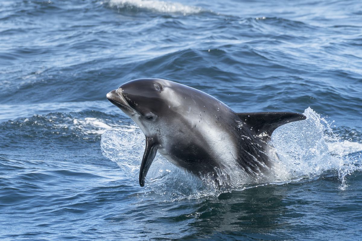 Whale Watching Ólafsvík - Snaefellsnes, photo 7 of 9