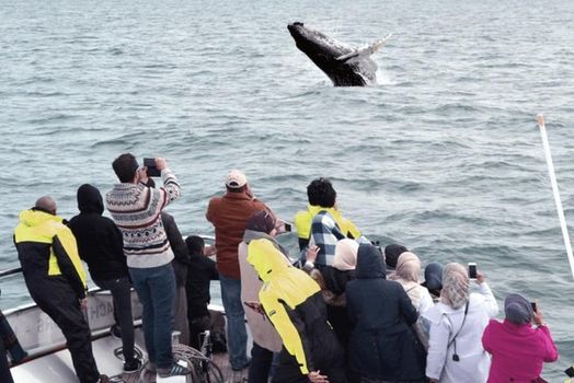 Whale Watching & Dolphin Yacht Cruise — photo 6