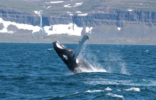 Whale Watching in Ísafjarðardjúp — photo 7