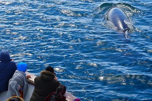 Whale Watching Cruise from Reykjavík — photo 17