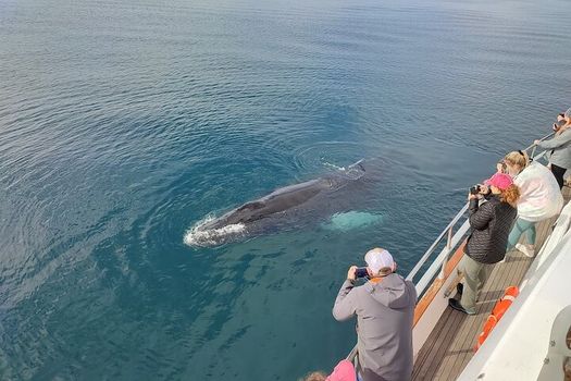 Whale Watching & Dolphin Yacht Cruise — photo 2