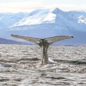 Express Whale Watching From Dalvík — photo 20