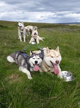 Siberian Husky dry land Dog sledding — photo 2