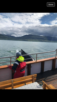 Whale Watching Tour w/ Transfer from Akureyri — photo 9