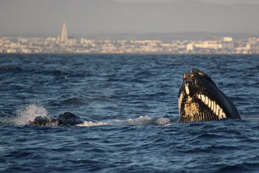 Reykjavík Premium Whales in the Midnight Sun — photo 2