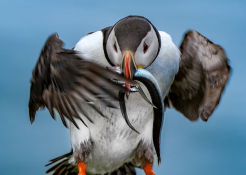 Ingólfshöfði Puffin Photo Tour — photo 5