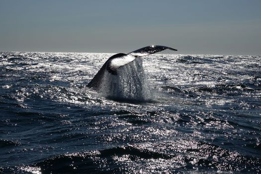Whale watching - Downtown Reykjavík — photo 17