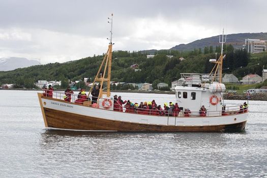 Whale Watching Tour w/ Transfer from Akureyri
