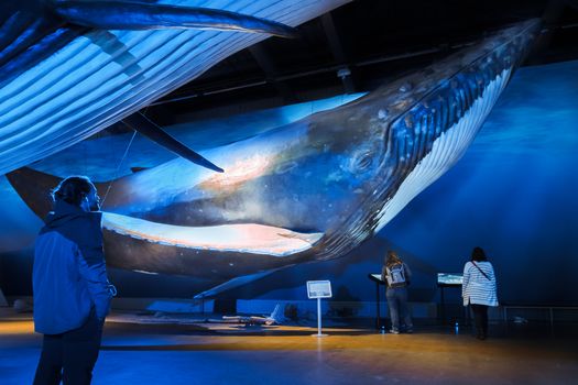 Whales of Iceland Museum Admission — photo 3