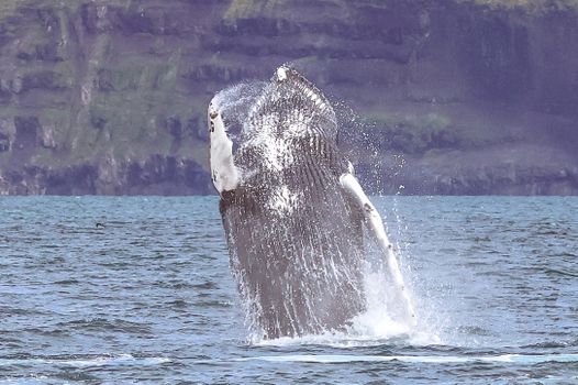 Express Whale Watching From Dalvík — photo 13
