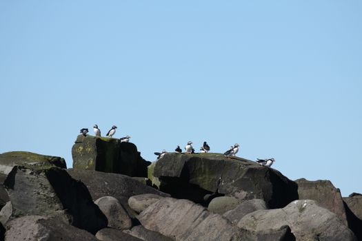 Premium Puffin Tour — photo 10