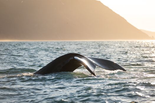 Whales and Puffins — photo 7
