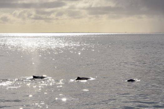 Premium Whales & Midnight Sun — photo 6