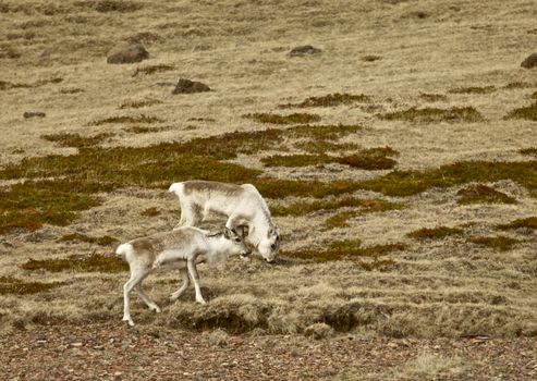 Wild Reindeer Experience — photo 3